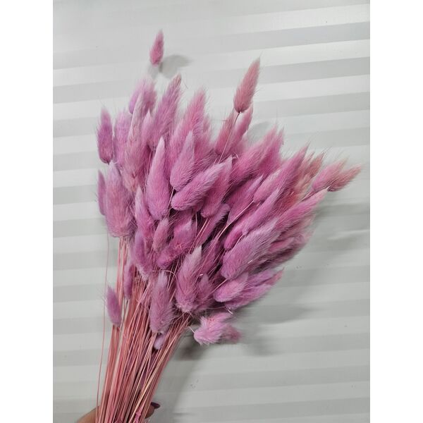 Lagurus Glicine 90-100 grame