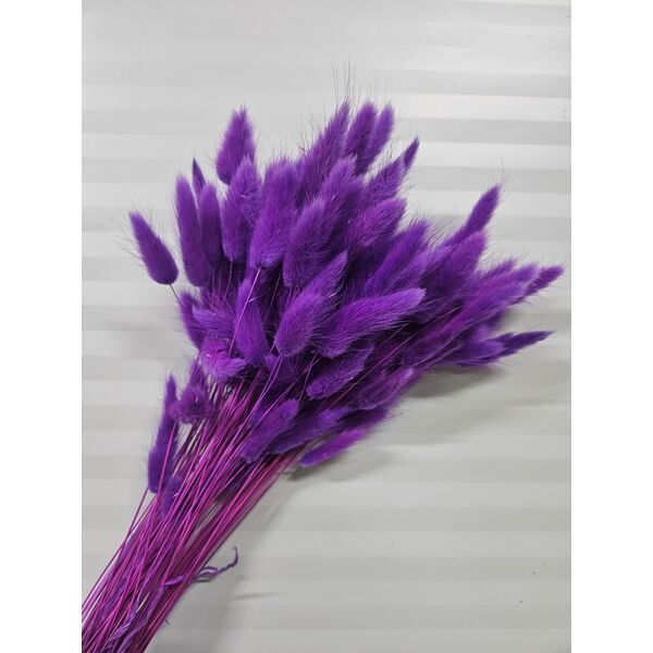 Lagurus erika 90-100 grame