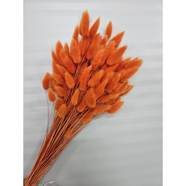 Lagurus portocaliu 90-100 grame