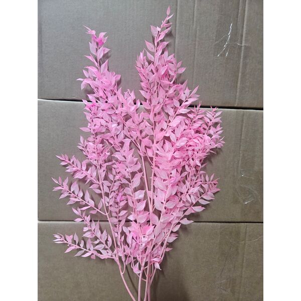 Ruscus roz