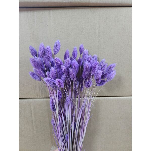 Thalaris Lila 90-100 grame (phalaris)