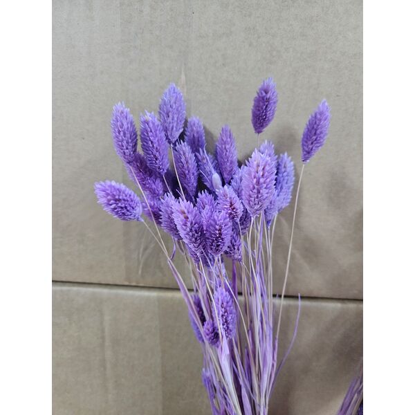 Thalaris Lila 40-50 grame(phalaris)