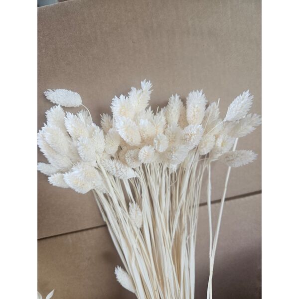 Phalaris Albit Premium – Buchet Mare 90-100g, Ivory/Alb