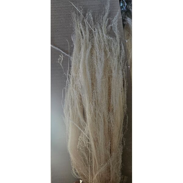 Agrostis  albita-ivory 50 grame