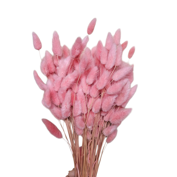 Lagurus roz 2   90-100 grame