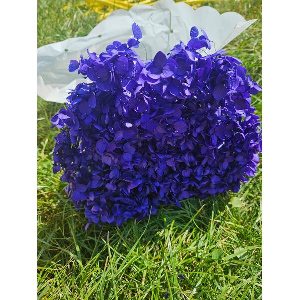 Hortensie criogenata cu floare mica mov