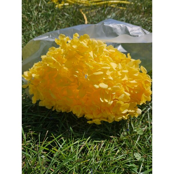 Hortensie criogenata cu floare mica galbenă