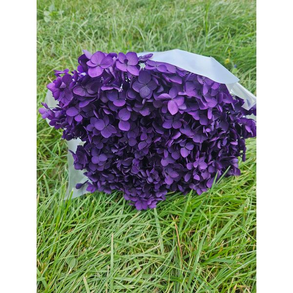 Hortensie criogenata cu floare mica mov închis
