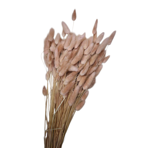 Lagurus Roz Pudră – Iarbă de Iepure uscată, Buchet Mare 90-100g