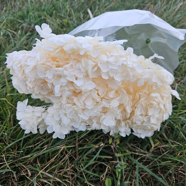 Hortensie criogenata cu floare mica  ivory