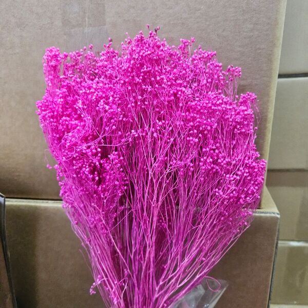 Broom bloom fucsia 100 gr.