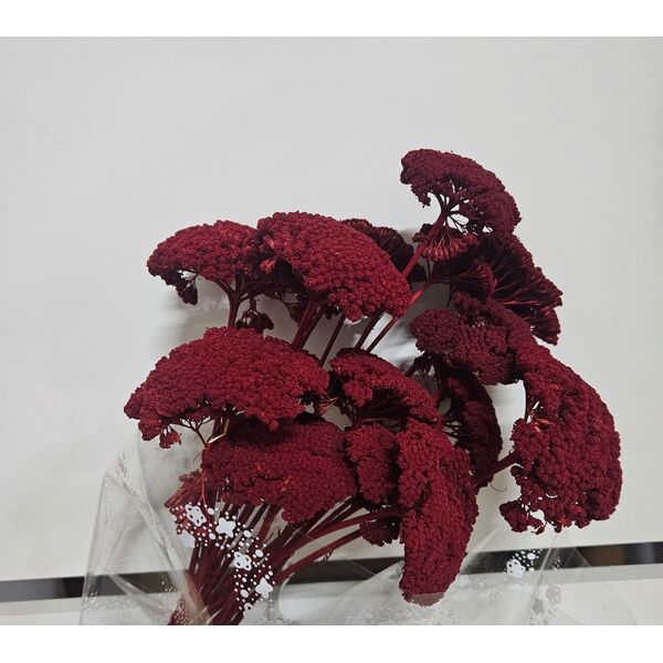 Achillea Roșu Burgundy
