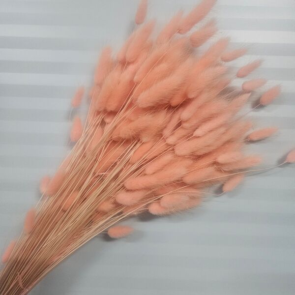 Lagurus piersica 90-100 grame