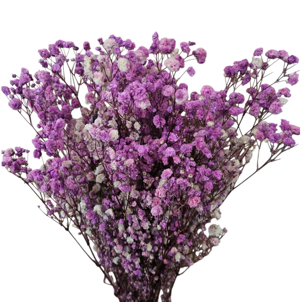 gypsophila criogenata, floarea miresei