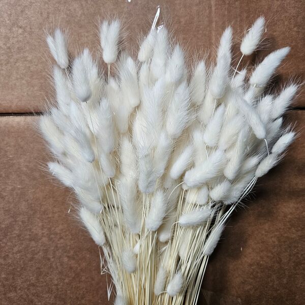 Lagurus Albit 90-100 gr