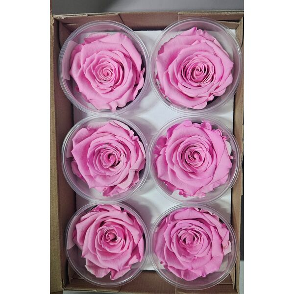 Trandafiri criogenati bic08