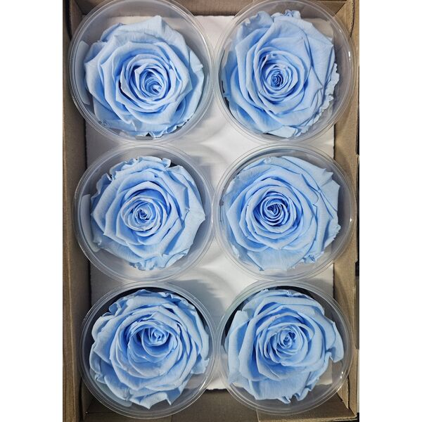 Trandafiri criogenati blu89