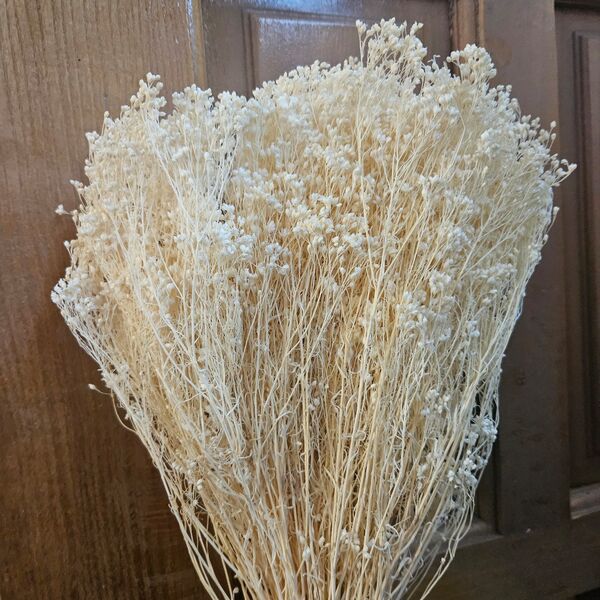 Broom bloom alb-ivory