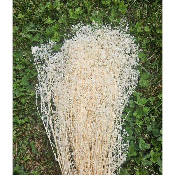 Gypsophila alb-ivory