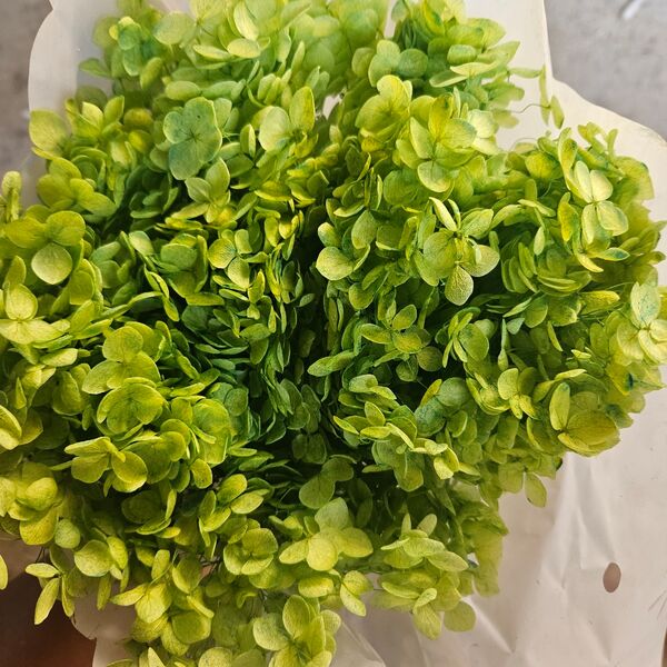 Hortensie verde lime