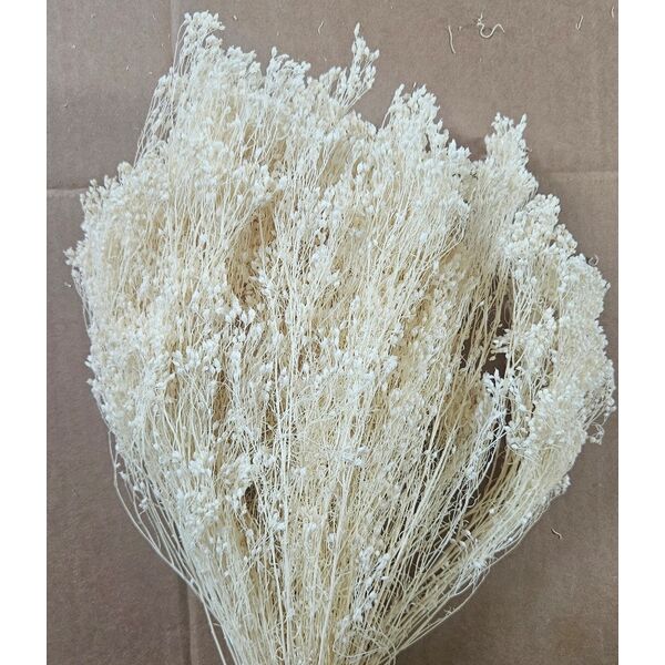Broom bloom Albit