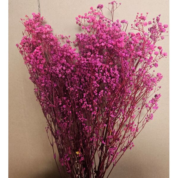 Gypsophila magenta-floarea mieresei