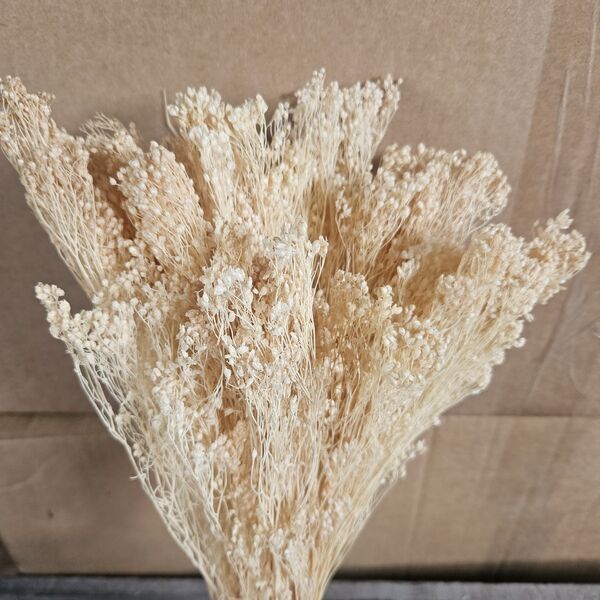 Ivory broom
