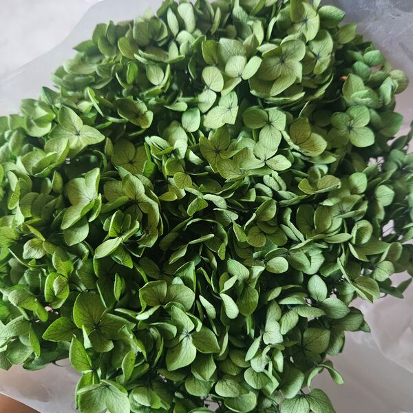 Verde kaki hortensie criogenata