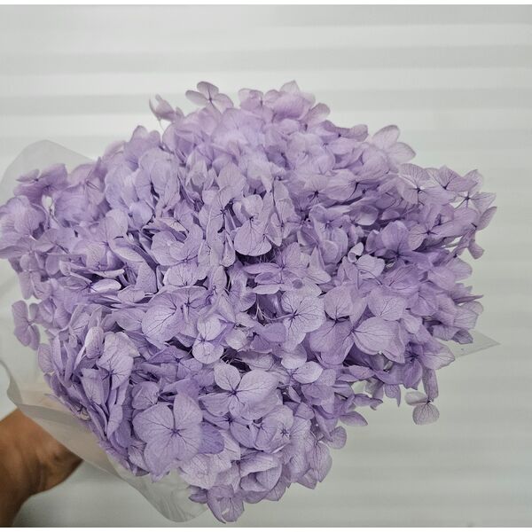 Hortensie criogenata cu floare mica mov deschis