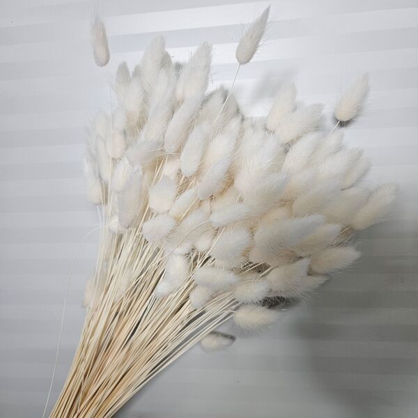 Lagurus alb-ivory 90-100 grame