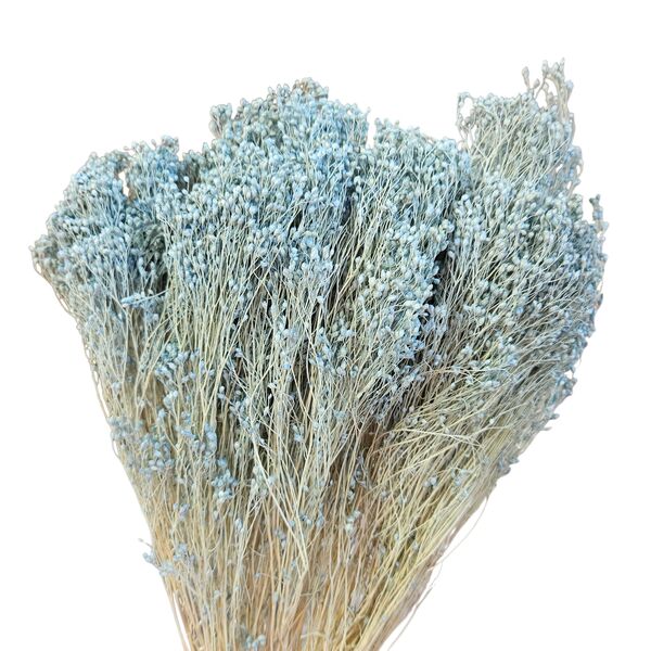 Broom Bloom Bleu deschis  – plantă uscată decorativă