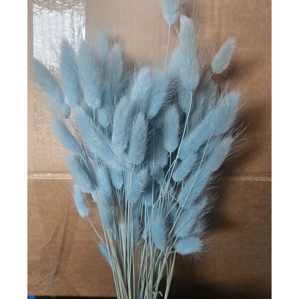 Lagurus Baby Blue – Iarbă de Iepure uscată, Buchet Mediu 40-50g