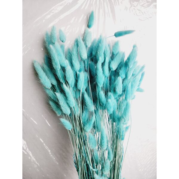 Lagurus Baby blue II 90-100 grame