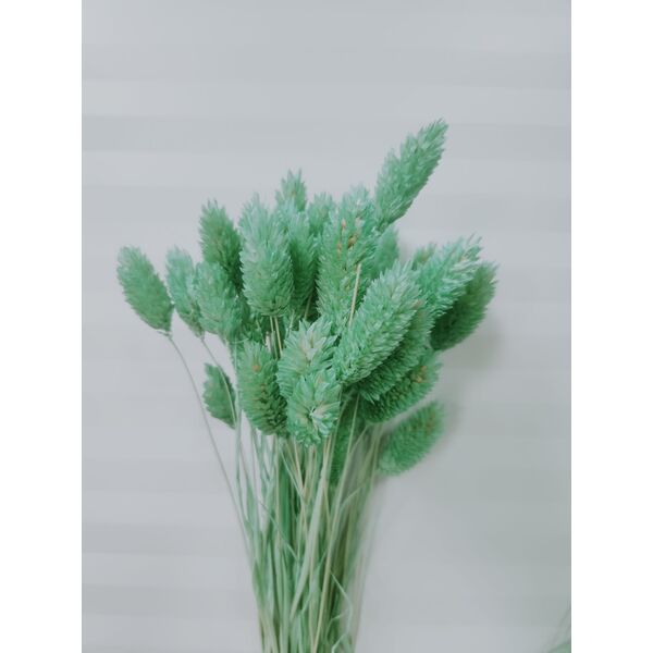 Phalaris Verde Mentă – Buchet Mic 40-50g, răcoritor