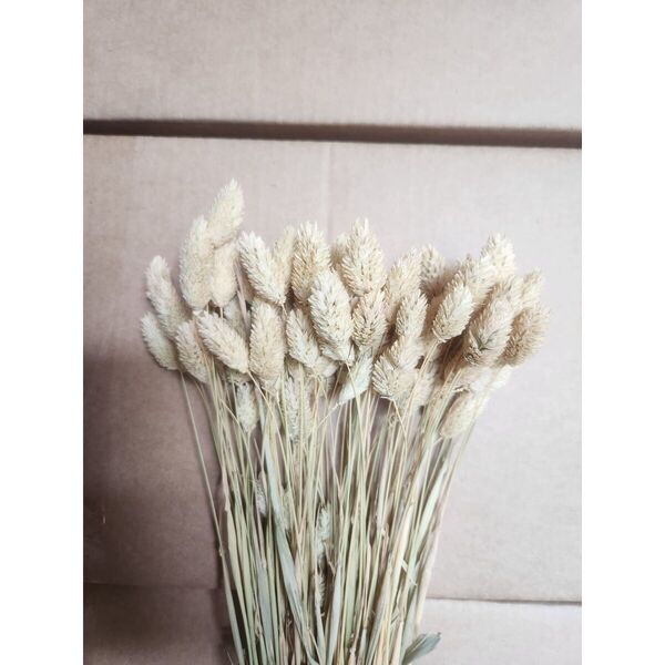 Thalaris Natur 90-100 grame (phalaris)