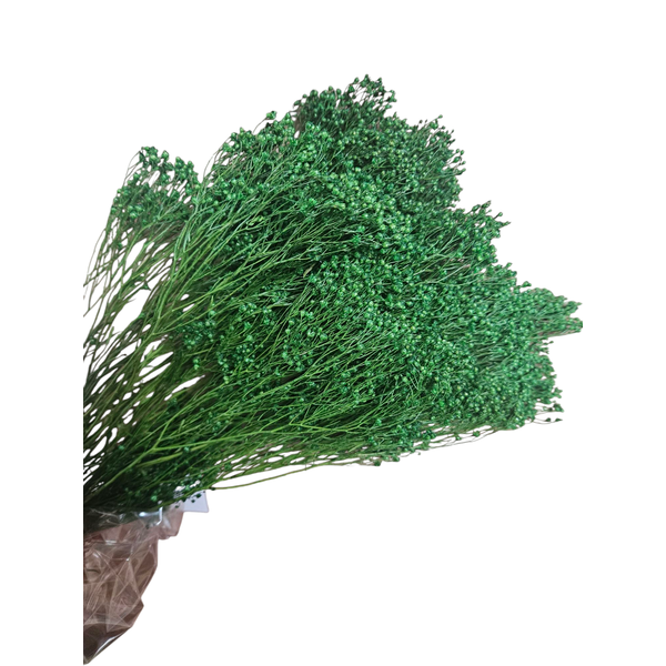 Broom Bloom Verde – plantă uscată decorativă 100g