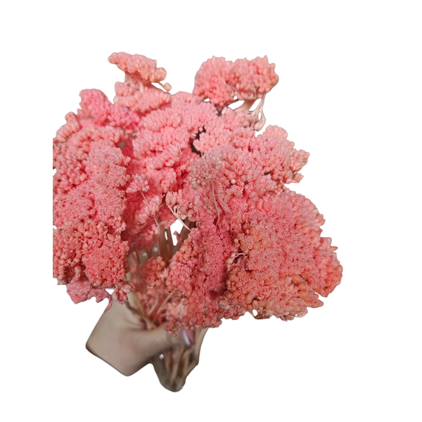 Achillea roz 100-120gr.