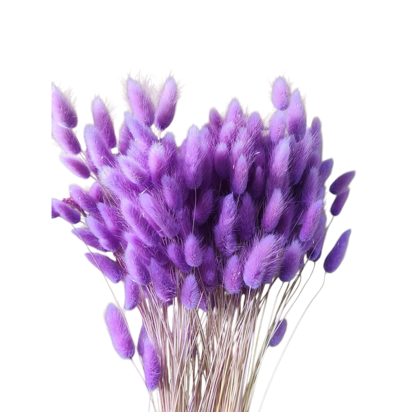 Lagurus Lila – Iarbă de Iepure uscată, Buchet Mare 90-100g