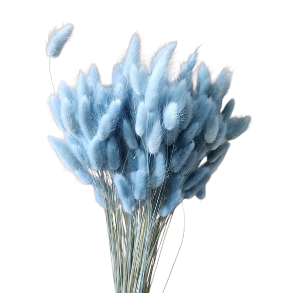 Lagurus Baby Blue – Iarbă de Iepure uscată, Buchet Mare 90-100g