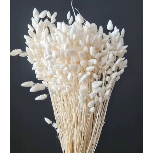Briza Albita