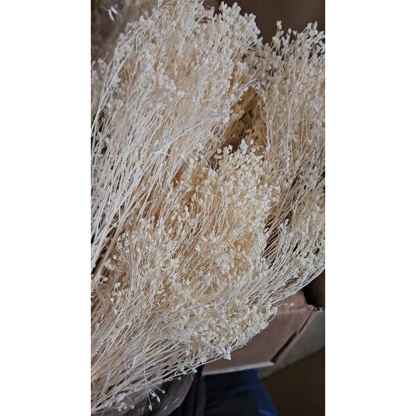 Broom bloom Albit 100 gr.